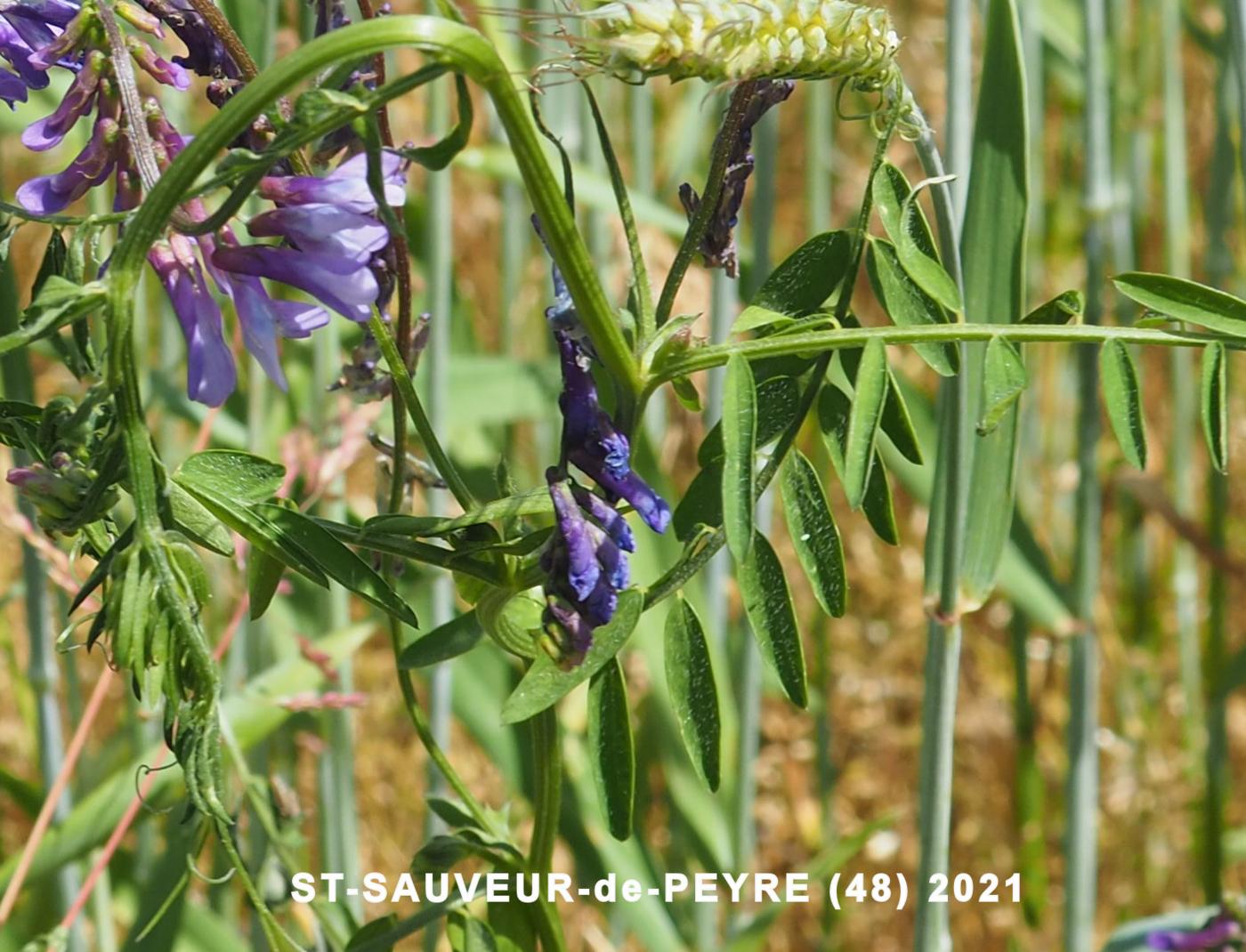 Vetch, Fodder leaf